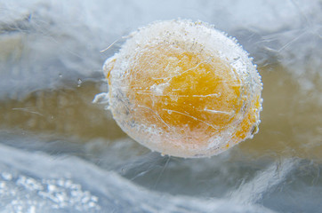 Lemon frozen in ice