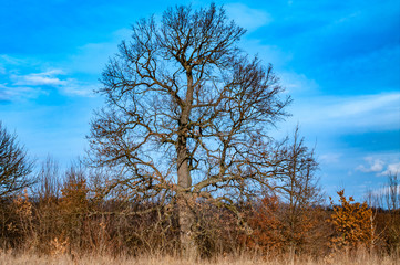 Big tree against the sky