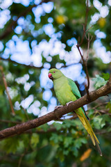 Wild Parakeet, London, green bird with red beak, wildlife, bright green bird