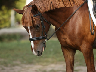 Obraz premium Portrait of a young horse in summer outside at rural dressage center
