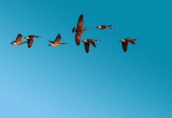 Flock of Canadian Geese in Flight