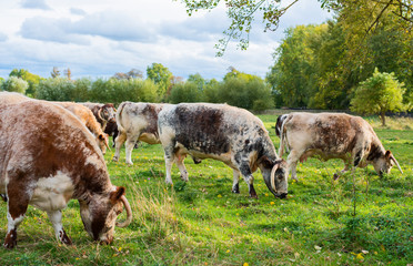 Oxen Grazing in a Field, ox in field in Oxford, UK