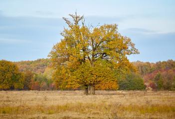 Centennial oak tree