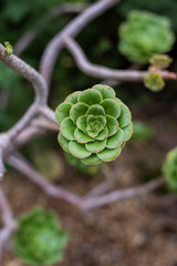 Fototapeta premium green succulent garden, echeveria shrub, woody succulent, succulent tree, cactus, botanical garden