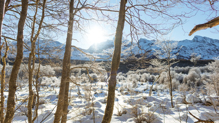 bosque nevado de montañas y sol en el amanecer ushuaia argentina
