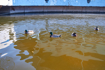 Fototapeta premium Ducks swim in the water. Drake swims in the lake. Many ducks swim in the city pond. Bird with bright multi-colored feathers. Duck with a beautiful color floats on water.