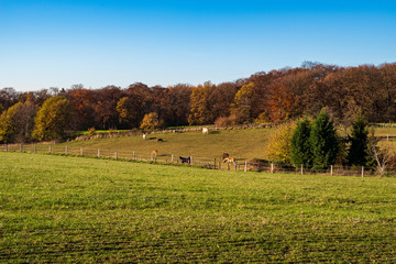 Blick über Felder und Wald, Pferde grasen auf einer Koppel in der herbstlichen Landschaft, Essen,...