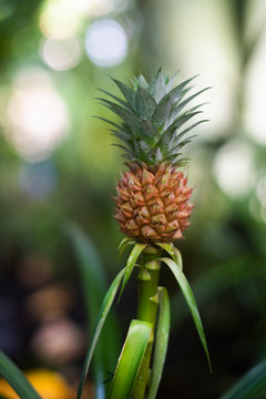 small growing pineapple on bush, pineapple plant, baby pineapple, plant setting fruit, tropical fruit on tree