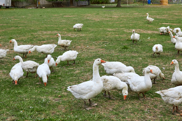 Geese in nature. Domestic geese graze in the meadow. Poultry walk on the grass. Domestic geese are walking on the grass. Rural bird grazes in the meadow.