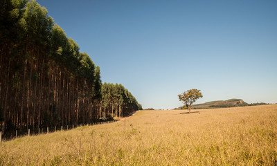 tree in field