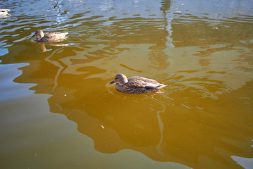 Ducks swim in the water. Drake swims in the lake. Many ducks swim in the city pond. Bird with bright multi-colored feathers. Duck with a beautiful color floats on water.