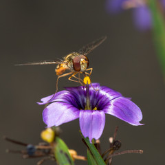 Hover fly on flower