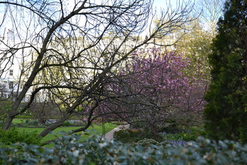 цветущие кустарники и распускающиеся деревья в парке Кадоган Плейс Гарден в Лондоне