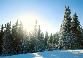 Fototapeta na wymiar Winter pine forest in snow at sunrise in blue sky