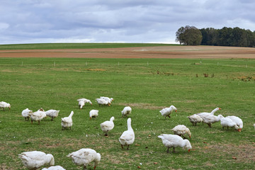 Geese in nature. Domestic geese graze in the meadow. Poultry walk on the grass. Domestic geese are walking on the grass. Rural bird grazes in the meadow.