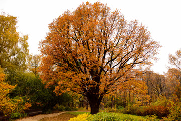Naklejka premium Wonderful autum tree