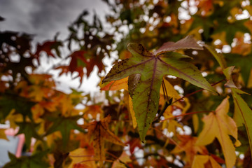 Season of beautiful autumn leaves.