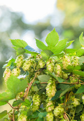 hops growing on twisting vine, hop plant growing in the wild, Humulus lupulus, golden hour, craft beer