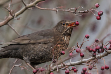 Amsel mit beere