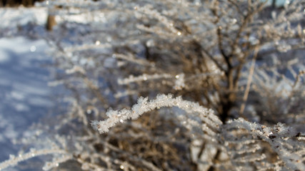 Obraz na płótnie Canvas Rama de árbol en el bosque con nieve, escarchado Argentina 