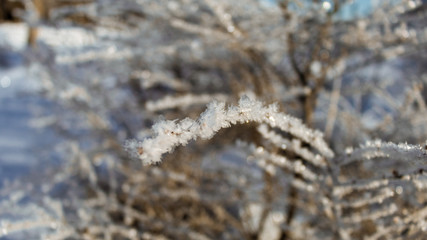 Rama de árbol en el bosque con nieve, escarchado Argentina 