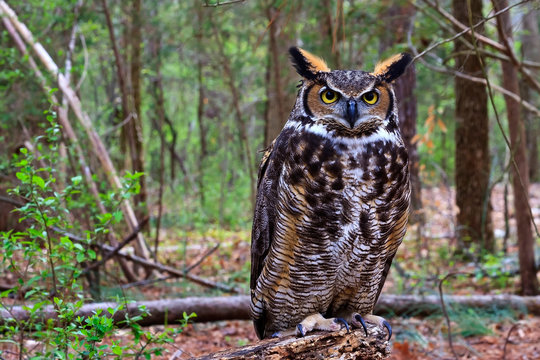 Great Horned Owl Standing on a Tree Log
