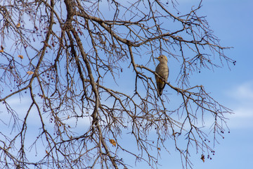 Palo Duro
