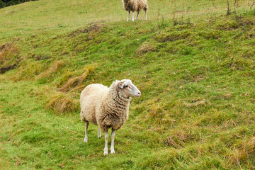 Sheep graze in the meadow. Sheep walk on the grass. A ram eating grass on a scorch. Sheep graze in the countryside. Pets lamb walk on nature. Ewe graze in the meadows of Germany.