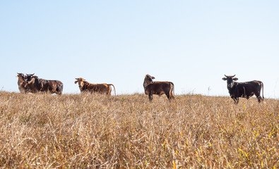 herd of cows grazing in field