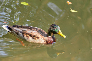 Duck swimming in the lake. Bird with bright multi-colored feathers. Duck with a beautiful color floats on water.