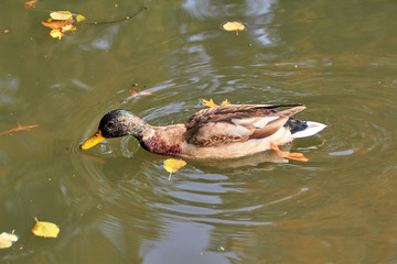 Duck swimming in the lake. Bird with bright multi-colored feathers. Duck with a beautiful color floats on water.