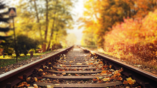 Fototapeta Colorful autumn leaves falling down on railway tracks