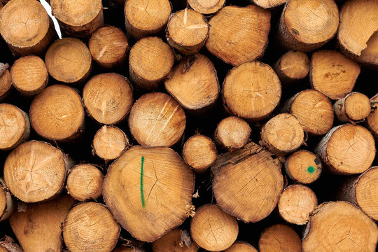 Sawn trees. Wooden logs stacked. The wooden felled trees are stacked on top of each other. Background image of sawn trees. Wood texture.
