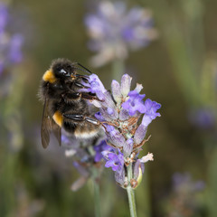 Bee on Lavender
