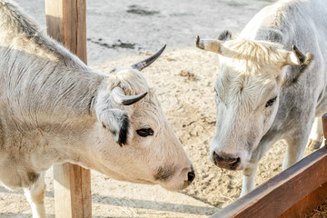 Fototapeta premium Couple of white cows standing at cattle yard at farm
