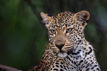Portrait of a Leopard in Sabi Sands Game Reserve in the Greater Kruger Region  in South Africa
