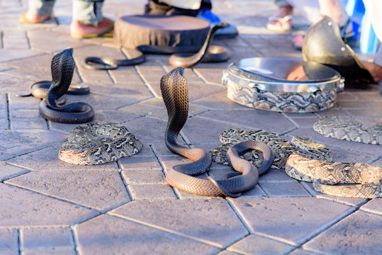 Snake Cobra Show in Fnaa, Marrakech, Morocco.
