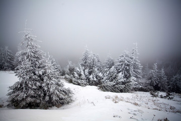 Snowy fir trees