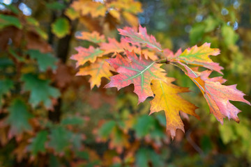 Colorful autumn leaves