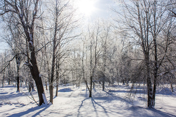 Winter landscape in clear weather. Morning bright sun. Snow plays shine. Frosty Snow Park