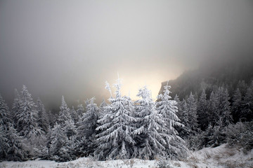 Snowy fir trees