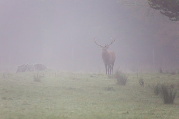 Stag appearing out of the mist