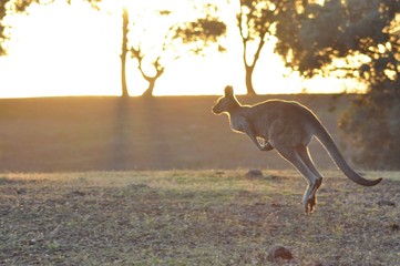 Kangaroo in the wild sunset