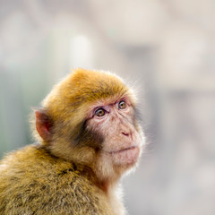 Obraz premium Barbary macaque on Gibraltar