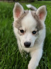siberian husky puppy on grass
