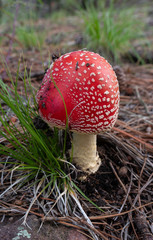 Amanita muscaria mushroom in late summer, Chiricahua Mountains, Arizona