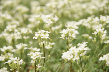 field of daisy during blossoming