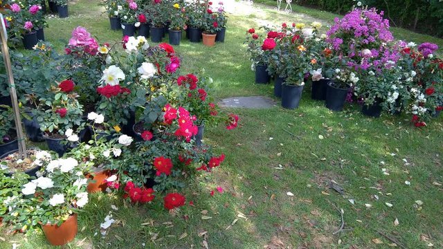 Garden Of Flowers Castel Giuliano Italy