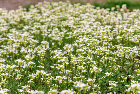 field of daisy during blossoming