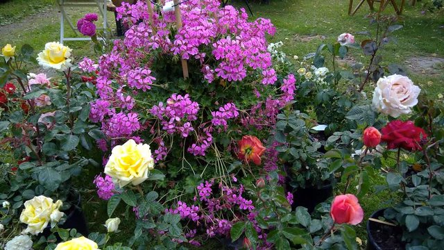 Gardens color roses - Assortment of different kind of roses and geranium at the rose festival, Castel Giuliano, Italy.